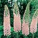 Pink Foxtail Lily 8 Seeds