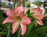 Amaryllis CUPIDO ®
