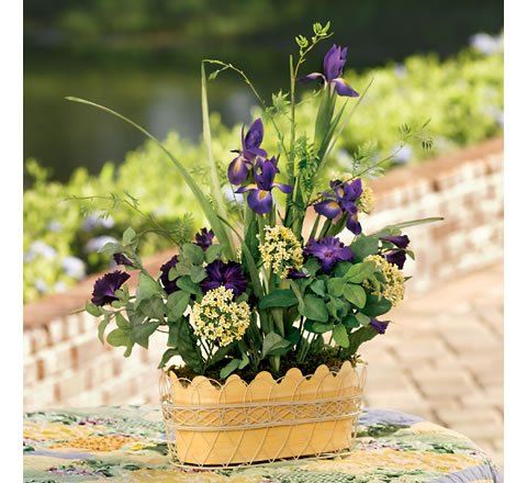 Iris Achillea and Petunias Planter