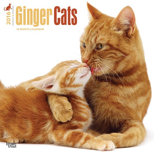 Ginger Cats 2016 Square 12x12 (Multilingual Edition)