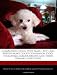 Companion Dogs: Why Small Toy Dog Breeds Make Good Companion Dogs Including Larger Breeds and Their Primary Functions