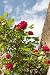 Climbing Red Rose - 24