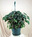 Emerald Ripple Peperomia Hanging Basket - Easy to Grow