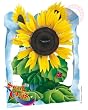 Swing Card Sunflower