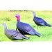 Flambeau Turkey Love Triangle Set Decoy