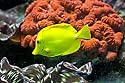 Tropical Fish Guide: Are You on Your Way to Being a Tropical Fish Hobbyist?