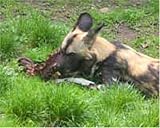 Hungry Painted Hunting Dog - art print by Jennifer Moseley - 8inch x 10inch