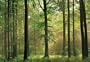 (100x144) Autumn Forest Huge Wall Mural Art Print Poster
