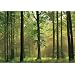 (100x144) Autumn Forest Huge Wall Mural Art Print Poster