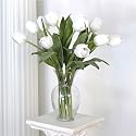 White Triumph Tulip Stems - Set Of 6