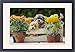 Framed Prints of DOG - two puppies in crate with Autumn flowers from Ardea Wildlife Pets