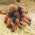 Plush Small Tarantula Puppet