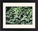 Framed Prints of Japanese painted fern from Science Photo Library
