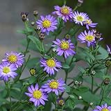 ノギク（野菊）：エゾノコンギク（蝦夷野紺菊）3号ポット 2株セット