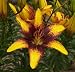 Tiger Play Tango Lily - 2 Bulbs