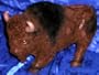 BUFFALO MIGHTY AMERICAN BULL BISON NOVELTY DECOR ACCENT COIN BANK