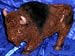 BUFFALO MIGHTY AMERICAN BULL BISON NOVELTY DECOR ACCENT COIN BANK