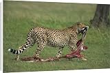 Canvas Prints of Cheetah with remains of Thompsons gazelle from Robert Harding