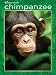 Chimpanzee