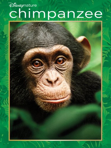 Chimpanzee