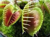Venus Fly Trap - 36