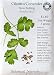 Outdoor Living : Organic Cilantro Seeds
