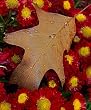 Frameable Art Card for Thanksgiving - Still Life Oak Leaf on Chrysanthemums