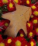 Frameable Art Card for Thanksgiving - Still Life Oak Leaf on Chrysanthemums