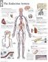 The Endocrine System chart: Laminated Wall Chart