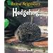 Hedgehog (British Animals)