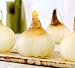 Lily Bulb Candles