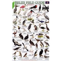 Birds (Belize Field Guides)