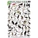 Birds (Belize Field Guides)