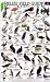Birds (Belize Field Guides)