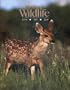 Wyoming Wildlife