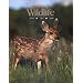 Wyoming Wildlife