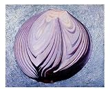 Sliced Red Onion Cuisine Giclee Poster Print by Dolores Nast, 20x24