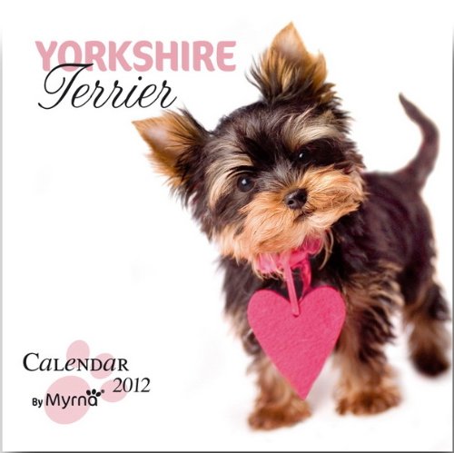 Yorkies by Myrna 2012 Square 12x12 Wall Calendar