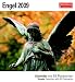 Engel 2009: Kalender mit 53 heraustrennbaren Postkarten