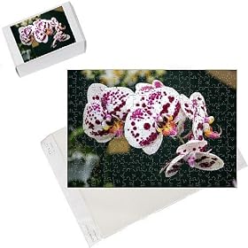Photo Jigsaw Puzzle of Dtps. Chain Xen Pearl Orchid from Prints Prints Prints