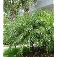 Pygmy Date Palm 20 Seeds Phoenix roebelenii