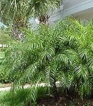 Pygmy Date Palm 20 Seeds Phoenix roebelenii