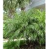 Pygmy Date Palm 20 Seeds - Phoenix roebelenii