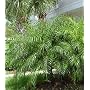 Pygmy Date Palm 20 Seeds Phoenix roebelenii