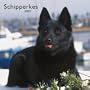 Schipperkes 2007 Calendar