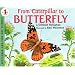 From Caterpillar to Butterfly (Lets read & find out science stage 1)