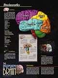 The Human Brain Poster Series - Laminated, 5 Poster Set. Brain Facts, Brain Structure, Brain Health & Safety, Brain Functions, and Brain Neurons.