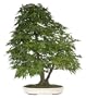 Brussel's Japanese Maple Specimen Tree