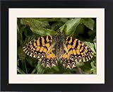 Framed Prints of Southern festoon butterfly, in its darker orange form (forma ochracea) from Ardea Wildlife Pets