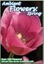 Ambient Flowers: Spring - The Ultimate Video Garden & Reference DVD